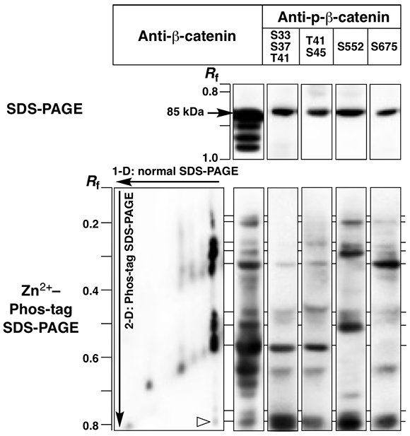 beta-catenin